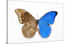 Blue Morpho, Morpho Anaxibia from Brazil, Comparison Half Topside Other Half Bottom Side-Darrell Gulin-Stretched Canvas