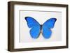 Blue Morpho, Morpho Anaxibia from Brazil-Darrell Gulin-Framed Photographic Print