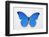 Blue Morpho, Morpho Anaxibia from Brazil-Darrell Gulin-Framed Photographic Print