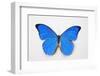 Blue Morpho, Morpho Anaxibia from Brazil-Darrell Gulin-Framed Photographic Print