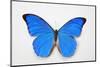 Blue Morpho, Morpho Anaxibia from Brazil-Darrell Gulin-Mounted Photographic Print