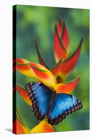 Blue Morpho on a Heliconia Flower-Darrell Gulin-Stretched Canvas