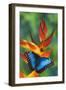 Blue Morpho on a Heliconia Flower-Darrell Gulin-Framed Premium Photographic Print