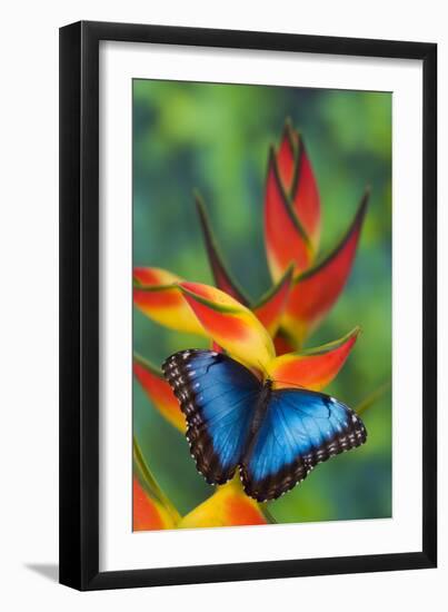 Blue Morpho on a Heliconia Flower-Darrell Gulin-Framed Premium Photographic Print