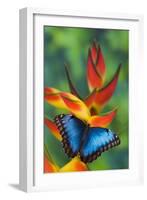 Blue Morpho on a Heliconia Flower-Darrell Gulin-Framed Premium Photographic Print