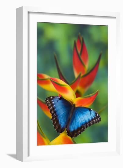 Blue Morpho on a Heliconia Flower-Darrell Gulin-Framed Premium Photographic Print