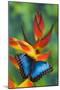 Blue Morpho on a Heliconia Flower-Darrell Gulin-Mounted Premium Photographic Print