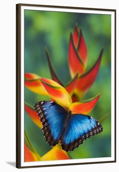 Blue Morpho on a Heliconia Flower-Darrell Gulin-Framed Premium Photographic Print