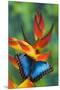 Blue Morpho on a Heliconia Flower-Darrell Gulin-Mounted Premium Photographic Print