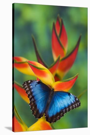 Blue Morpho on a Heliconia Flower-Darrell Gulin-Stretched Canvas