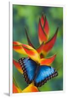 Blue Morpho on a Heliconia Flower-Darrell Gulin-Framed Photographic Print