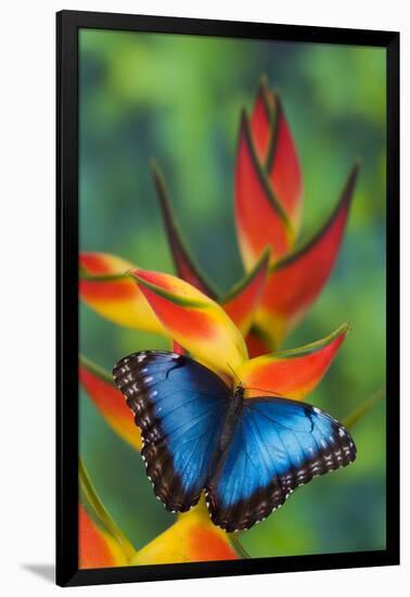 Blue Morpho on a Heliconia Flower-Darrell Gulin-Framed Photographic Print