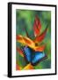 Blue Morpho on a Heliconia Flower-Darrell Gulin-Framed Photographic Print