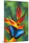 Blue Morpho on a Heliconia Flower-Darrell Gulin-Mounted Photographic Print