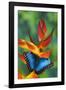 Blue Morpho on a Heliconia Flower-Darrell Gulin-Framed Photographic Print