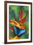 Blue Morpho on a Heliconia Flower-Darrell Gulin-Framed Photographic Print