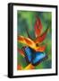 Blue Morpho on a Heliconia Flower-Darrell Gulin-Framed Photographic Print