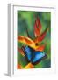 Blue Morpho on a Heliconia Flower-Darrell Gulin-Framed Photographic Print