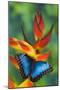 Blue Morpho on a Heliconia Flower-Darrell Gulin-Mounted Photographic Print