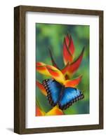 Blue Morpho on a Heliconia Flower-Darrell Gulin-Framed Photographic Print