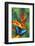 Blue Morpho on a Heliconia Flower-Darrell Gulin-Framed Photographic Print