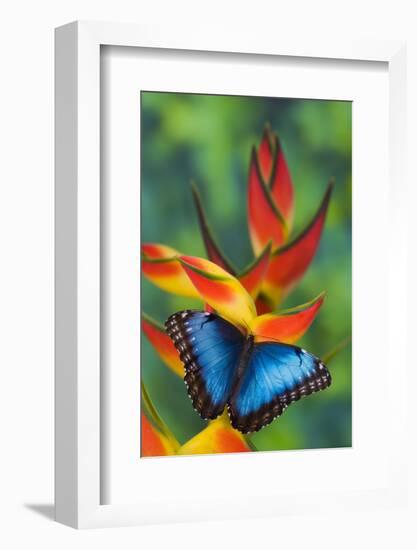 Blue Morpho on a Heliconia Flower-Darrell Gulin-Framed Photographic Print