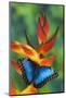 Blue Morpho on a Heliconia Flower-Darrell Gulin-Mounted Photographic Print