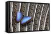 Blue Morpho on Wing Feathers of Argus Pheasant-Darrell Gulin-Framed Stretched Canvas