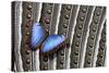 Blue Morpho on Wing Feathers of Argus Pheasant-Darrell Gulin-Stretched Canvas