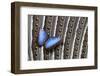 Blue Morpho on Wing Feathers of Argus Pheasant-Darrell Gulin-Framed Photographic Print