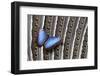 Blue Morpho on Wing Feathers of Argus Pheasant-Darrell Gulin-Framed Photographic Print