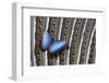 Blue Morpho on Wing Feathers of Argus Pheasant-Darrell Gulin-Framed Photographic Print