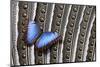 Blue Morpho on Wing Feathers of Argus Pheasant-Darrell Gulin-Mounted Photographic Print