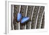 Blue Morpho on Wing Feathers of Argus Pheasant-Darrell Gulin-Framed Photographic Print