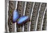 Blue Morpho on Wing Feathers of Argus Pheasant-Darrell Gulin-Mounted Photographic Print