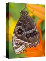 Blue Morpho Resting on an Orange Asiatic Lily-Darrell Gulin-Stretched Canvas