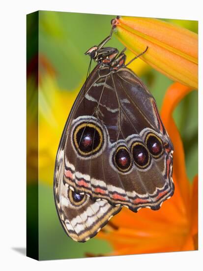 Blue Morpho Resting on an Orange Asiatic Lily-Darrell Gulin-Stretched Canvas