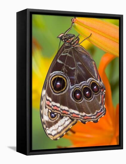 Blue Morpho Resting on an Orange Asiatic Lily-Darrell Gulin-Framed Stretched Canvas