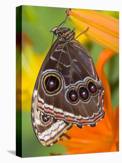 Blue Morpho Resting on an Orange Asiatic Lily-Darrell Gulin-Stretched Canvas