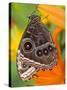 Blue Morpho Resting on an Orange Asiatic Lily-Darrell Gulin-Stretched Canvas