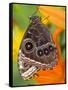 Blue Morpho Resting on an Orange Asiatic Lily-Darrell Gulin-Framed Stretched Canvas