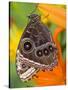 Blue Morpho Resting on an Orange Asiatic Lily-Darrell Gulin-Stretched Canvas