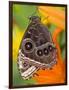 Blue Morpho Resting on an Orange Asiatic Lily-Darrell Gulin-Framed Photographic Print