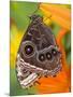 Blue Morpho Resting on an Orange Asiatic Lily-Darrell Gulin-Mounted Photographic Print