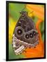 Blue Morpho Resting on an Orange Asiatic Lily-Darrell Gulin-Framed Photographic Print