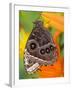 Blue Morpho Resting on an Orange Asiatic Lily-Darrell Gulin-Framed Photographic Print