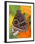 Blue Morpho Resting on an Orange Asiatic Lily-Darrell Gulin-Framed Photographic Print