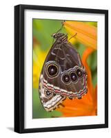 Blue Morpho Resting on an Orange Asiatic Lily-Darrell Gulin-Framed Photographic Print