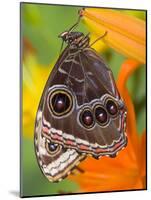 Blue Morpho Resting on an Orange Asiatic Lily-Darrell Gulin-Mounted Photographic Print