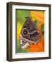 Blue Morpho Resting on an Orange Asiatic Lily-Darrell Gulin-Framed Photographic Print